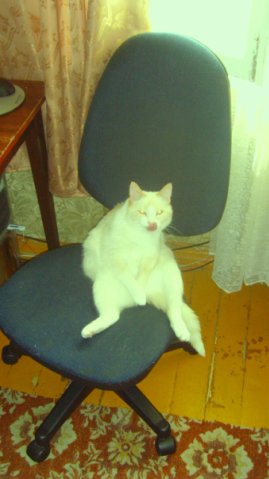 Котовторник 23.04.2013