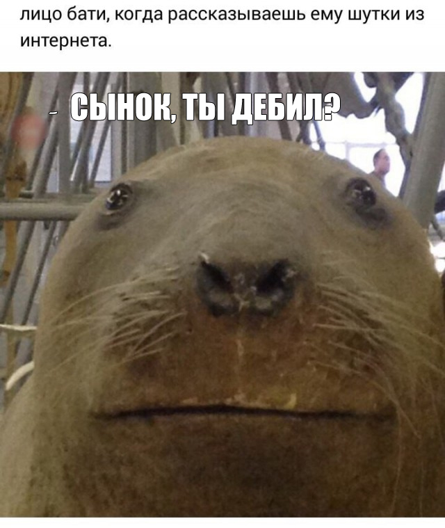 Пятница-жжжж... Баяны-жжжж...
