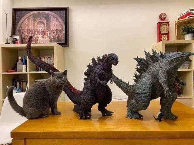 Жизнь домашнего приюта "Котоленд" 427