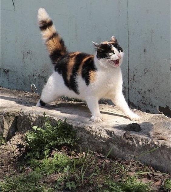 Котовторник в картинках