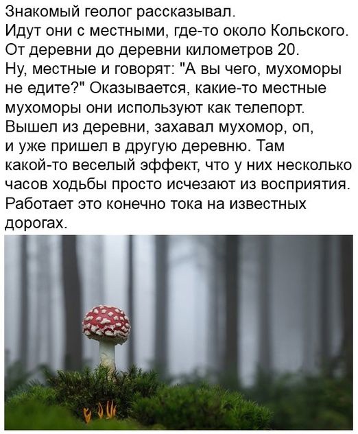 Нейросеть накормили грибочками