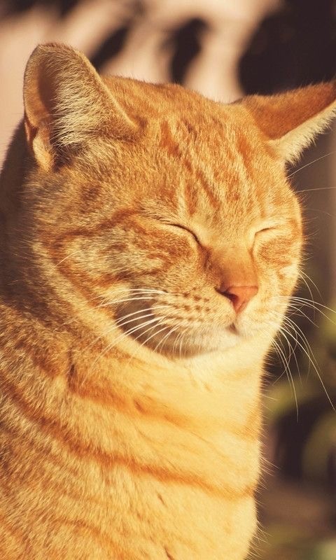 Прикольные и просто красивые картинки 04.03. 2025