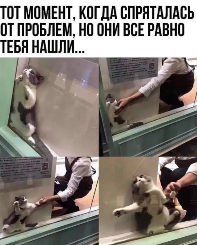 К котовторнику: подборка картинок-баянов с котиками и про котиков. Выпуск 13