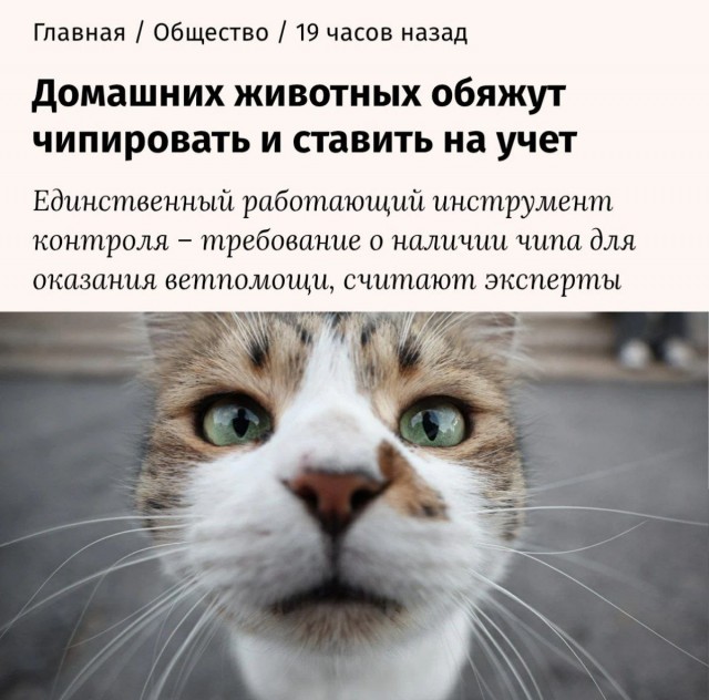 Владельцев кошек и собак в России обяжут чипировать питомцев и ставить их на учёт — СМИ