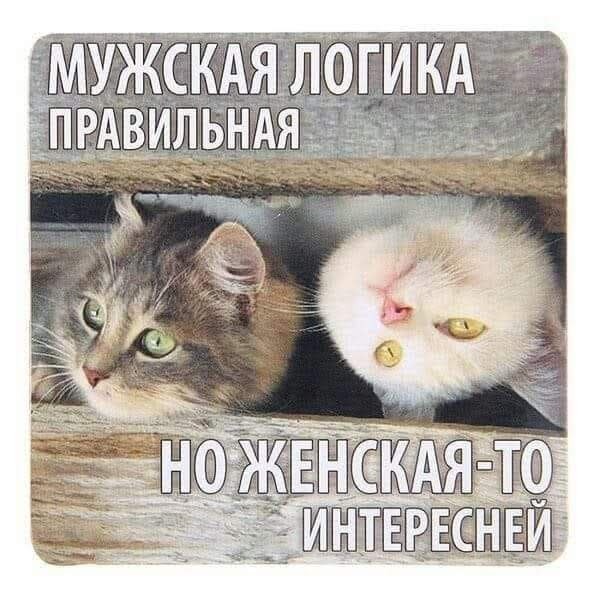 К котовторнику: подборка картинок-баянов с котиками и про котиков. Выпуск 28.