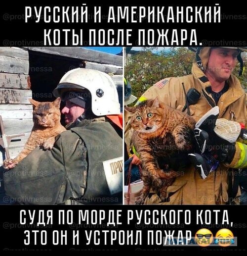 Спасатели откачали кота, который надышался угарным газом во время пожара в Тюмени