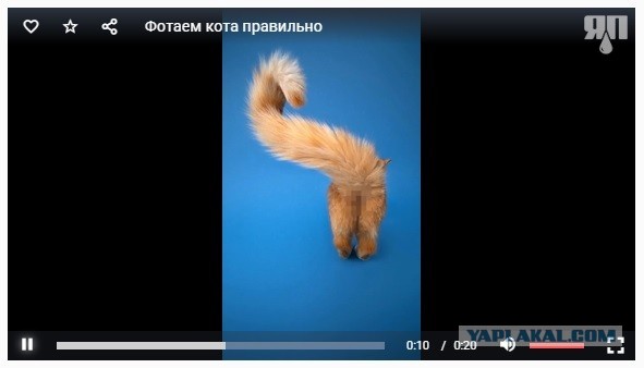 Фоткаем кота правильно