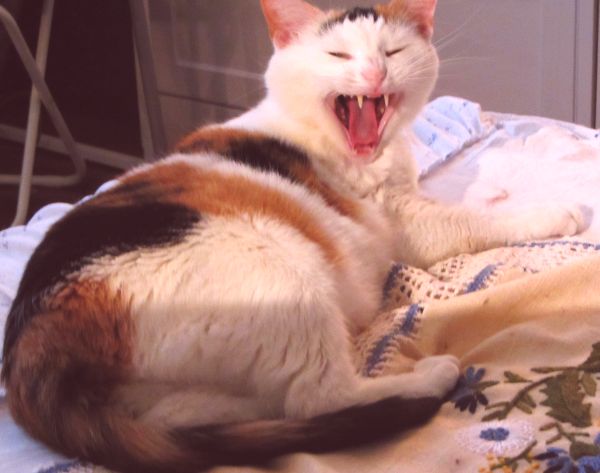 Котовторник  10.12.2013