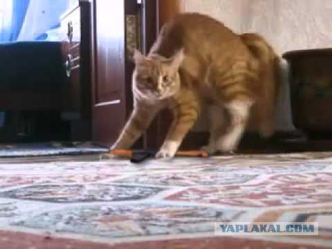 Младенец и котэ