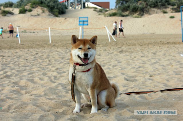 Собакочетверг на 02.01.2014