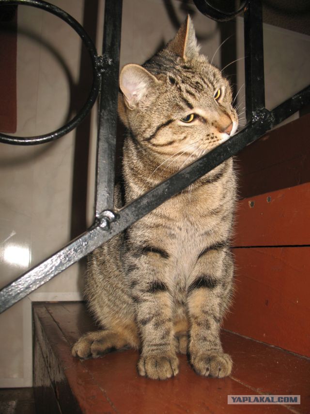 Котовторник  28.01.14