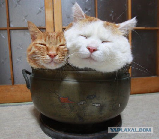 Коты ученых