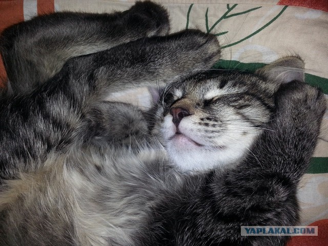 На ручки котю! И вверх! УИИИИИИ!