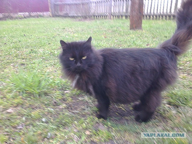 Котовторник 22.07.14
