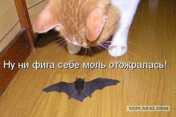 Веселые картинки