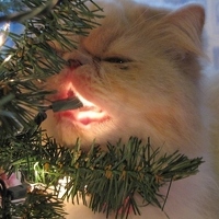 Котовторник