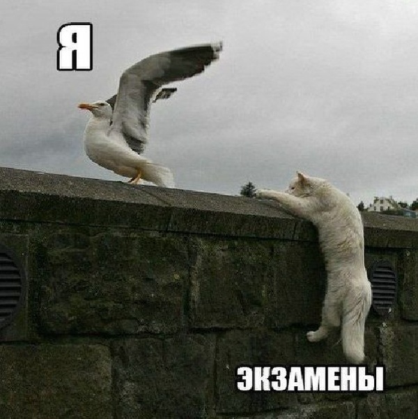 Картинки разные