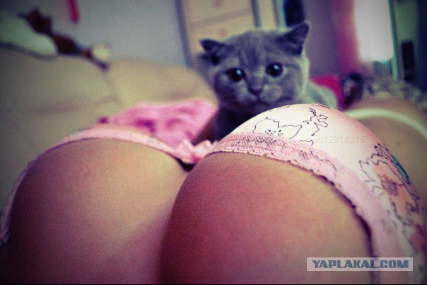 Дикий котовторник