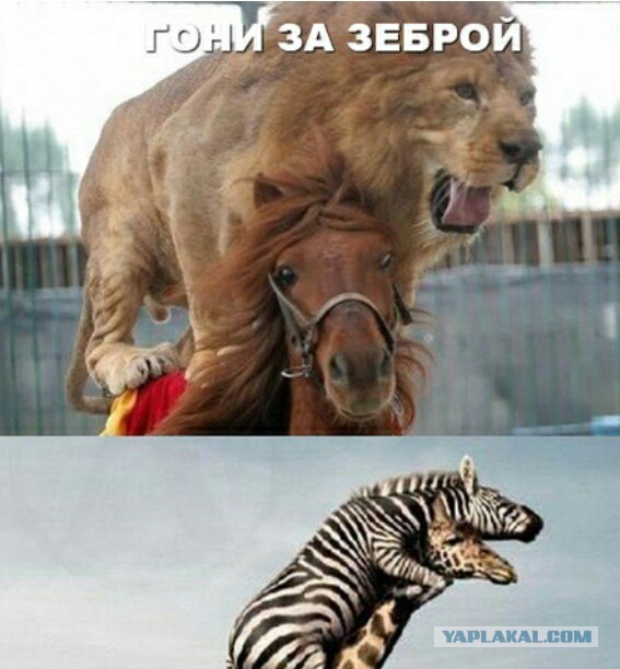 Подборка веселых картинок