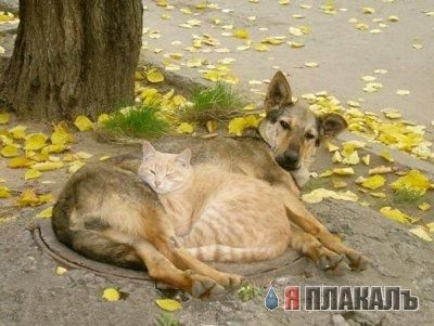 Коты, кошки, котята