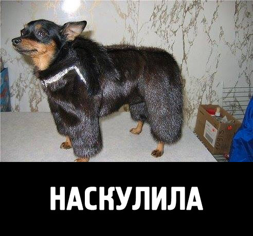 У знакомой вдруг появился айфон
