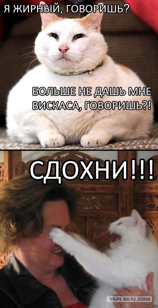 Злые шутки или минутка сарказма на ЯП-е, 16+