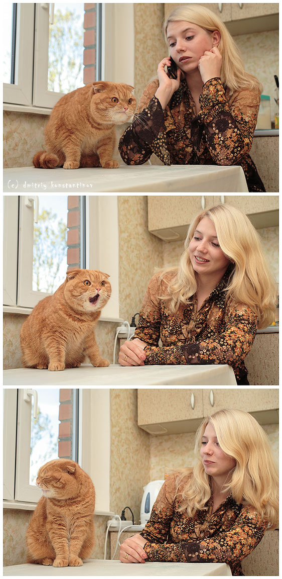 Коты, кошки, котята