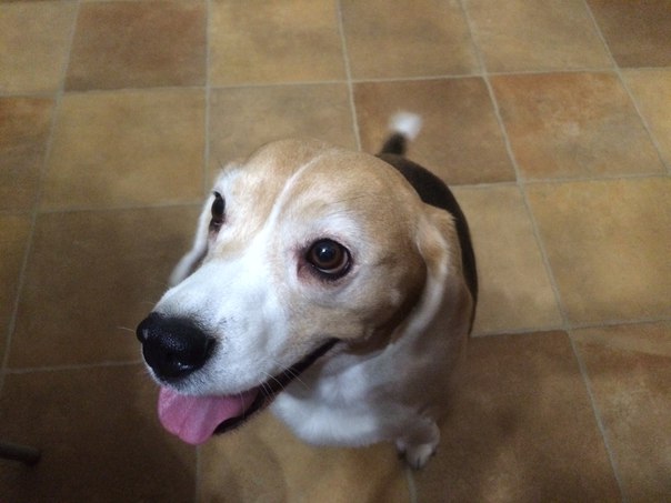 Белый Бим, рыжие ухи