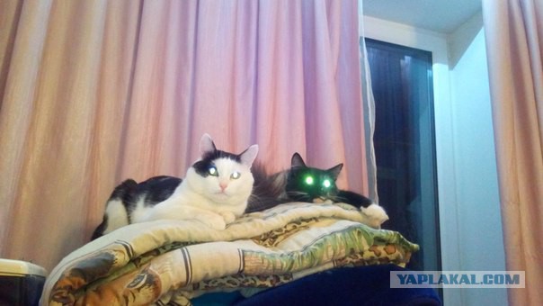 Котовторник 22.03.2016