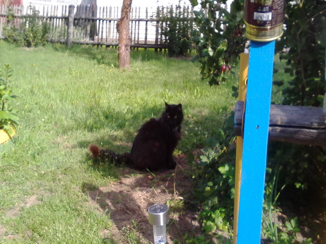 Котовторник 30.08.2016