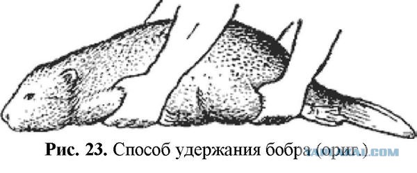 В лесу порой опасно ходить - бобры шалят