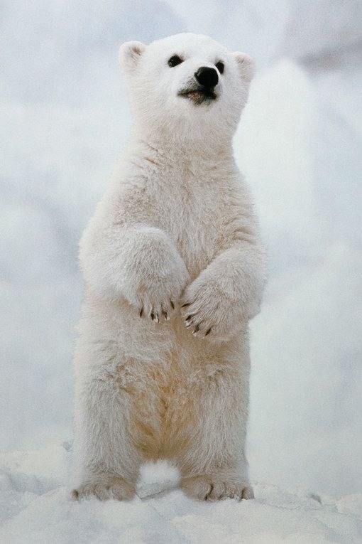 Самые смешные животные