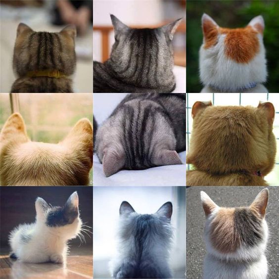 Коты и Кошки