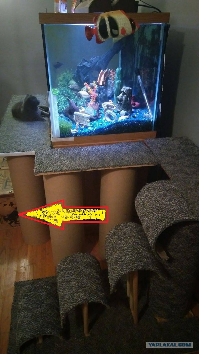 Развлекуха для котейки
