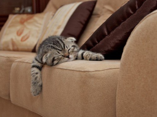 Коты и Кошки