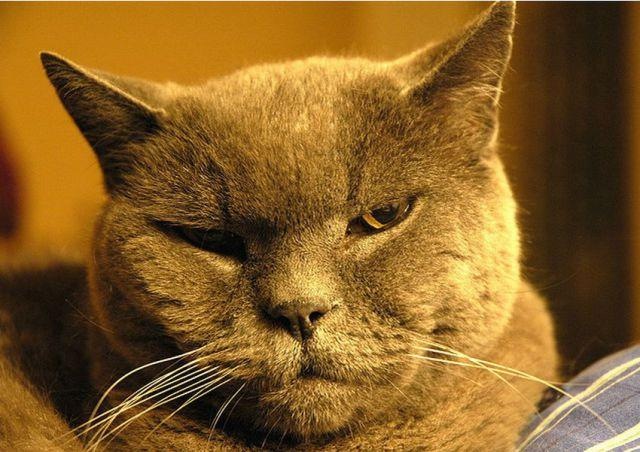 Коты и Кошки