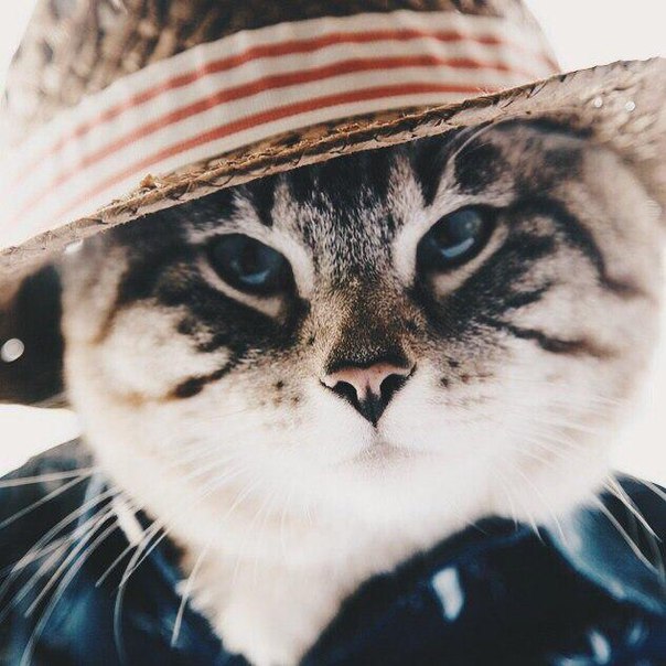 Коты и Кошки