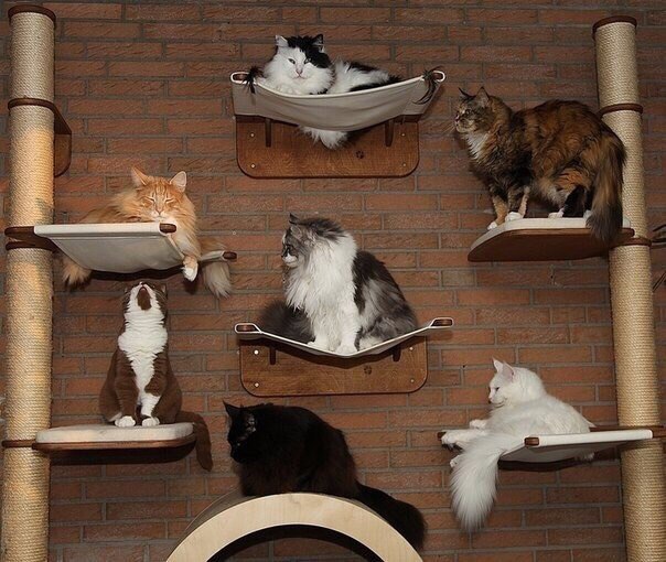 Прикольных котов пост