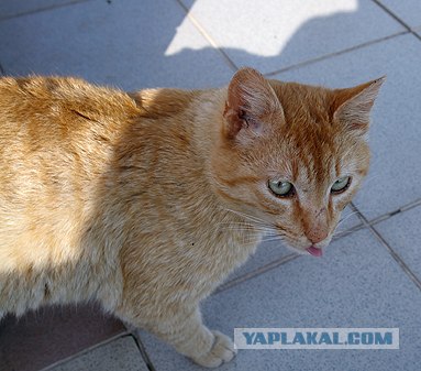 Котовторник на ЯПлакалъ (20.05.08), прикольные коты, добавляем свои!
