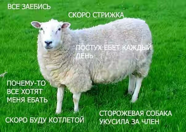 Прикольные комментарии и высказывания из Сети