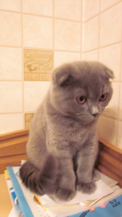 Начинаем котовторник!