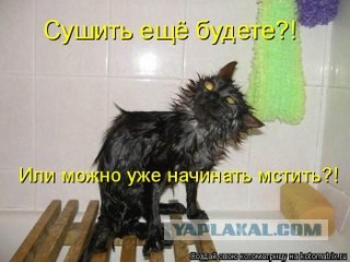 Котовторник объявляется открытым!