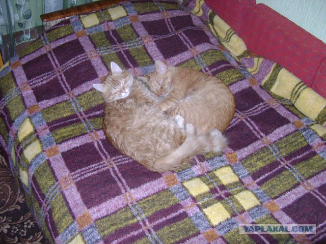 Котовторник 27.03.2012