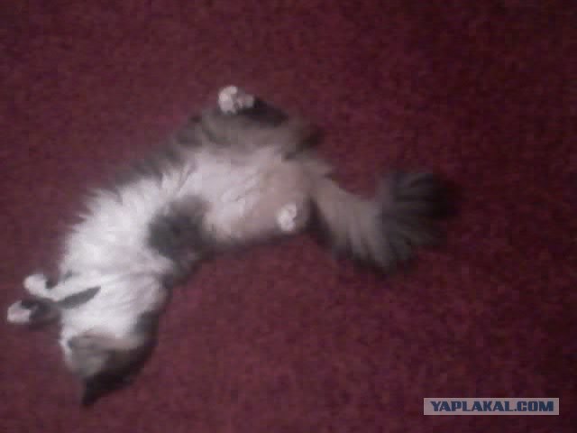Котовторник (15.05.2012)