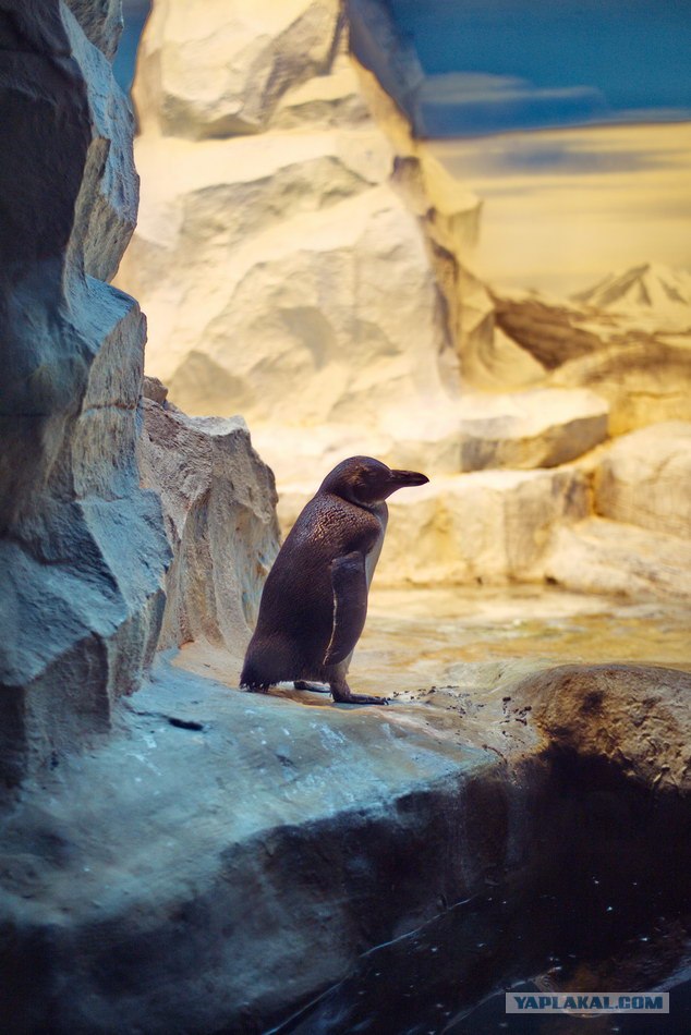 Московский зоопарк