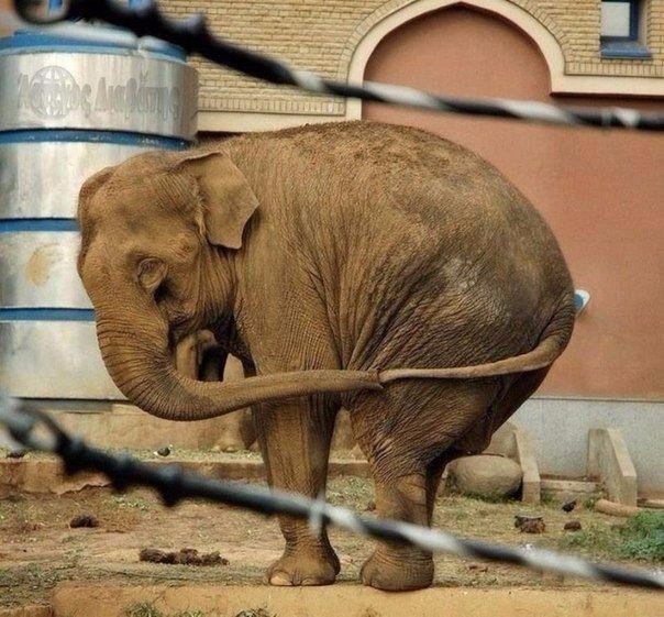 Живность из сети