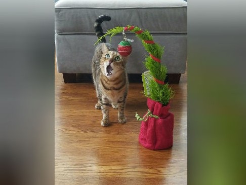Котовторник!