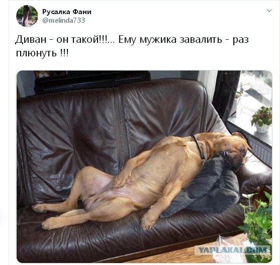 Только 1% людей не засмеётся, увидев, в каких позах уснули эти собаки
