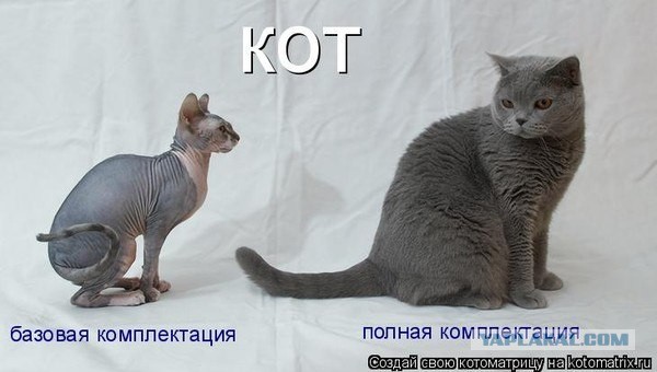 Котики бывают разные - черные, белые, и все классные