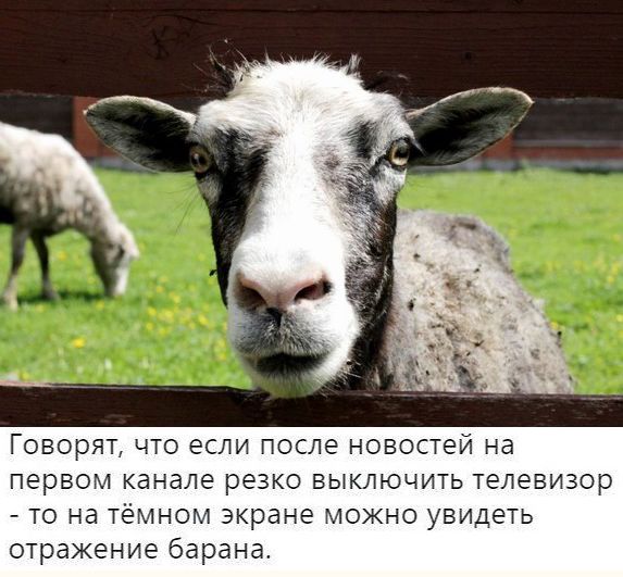 В Сети появились сообщения о планах Зеленского организовать покушение на Макрона